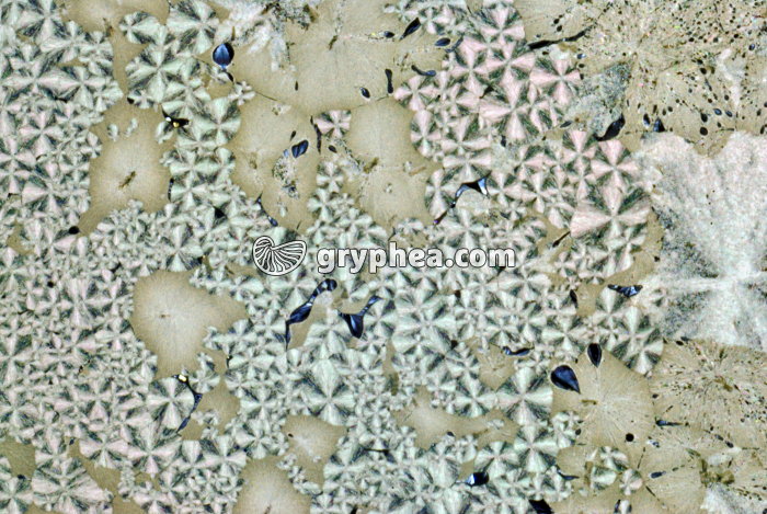 Vanilline - expérience de cristallisation après refroidissement très rapide LPA x5 - gryphea.com